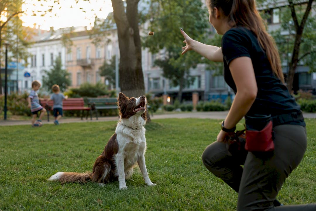 Dog trainer giving treat to sitting dog