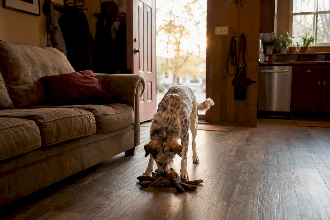 Dogs common guarding spots at home