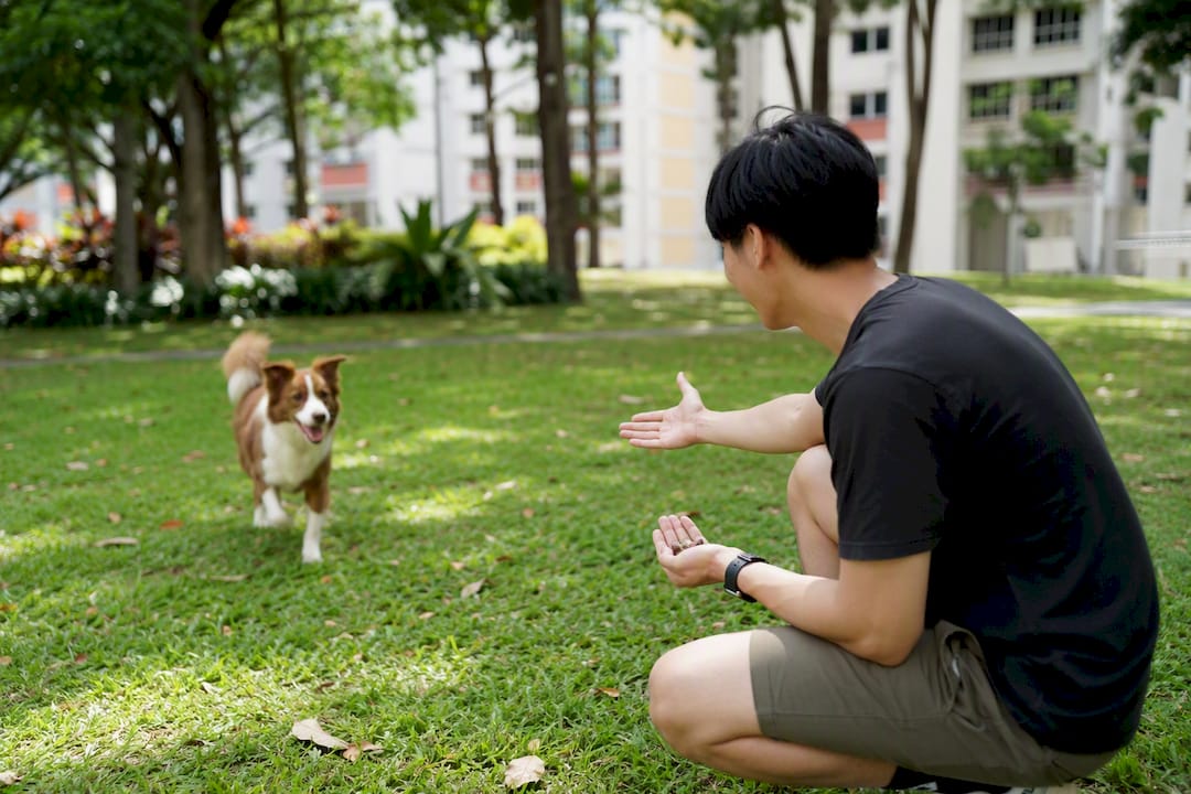 Dog responding to recall command outdoors