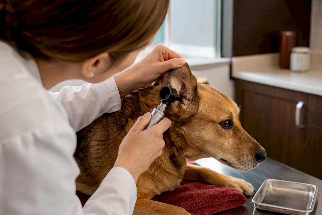 Veterinarian examining a dog’s ear