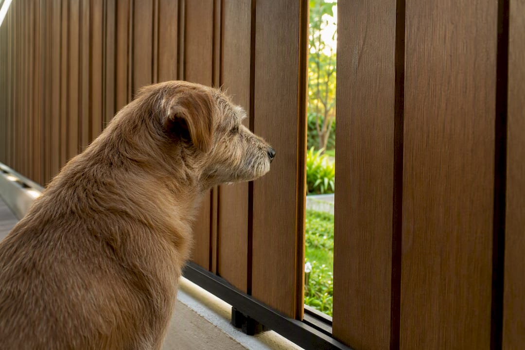 Dog behind privacy slats at fence