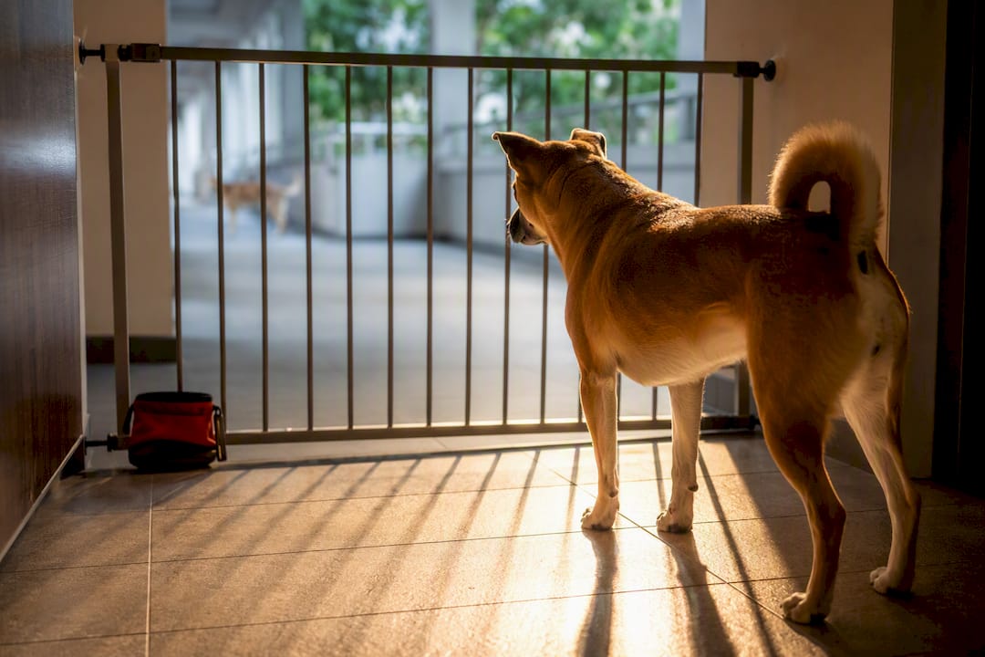 Dog watching through a training barrier