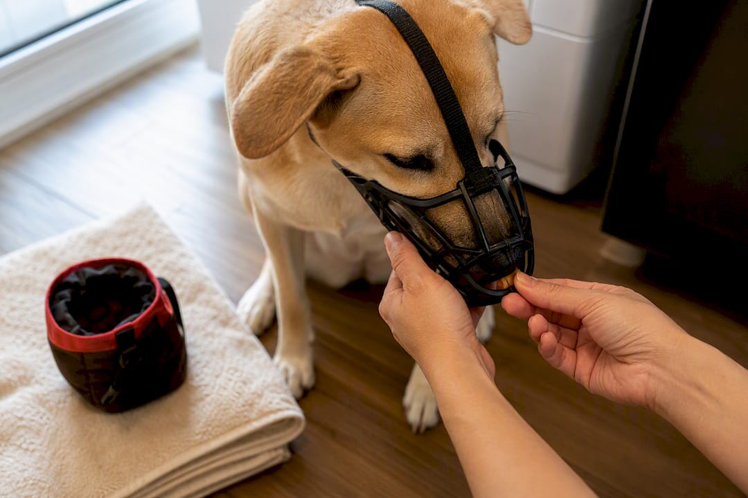 Dog calmly learning to wear muzzle