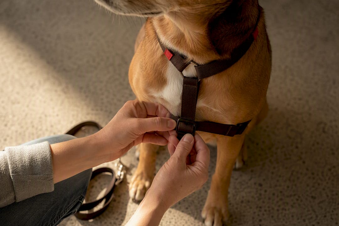 Owner adjusting harness before dog training