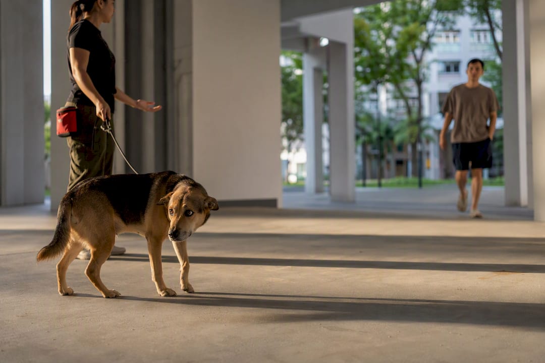 Fearful dog watching stranger from a distance