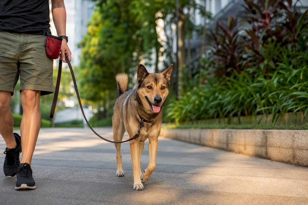 Dog walking calmly on a slack leash