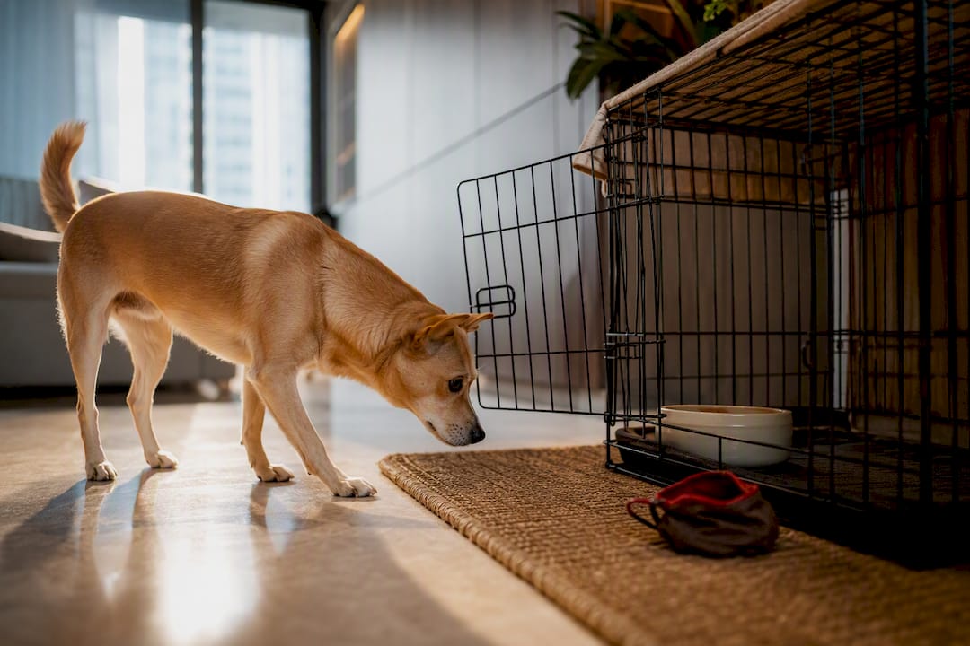 Dog calmly approaching an open crate