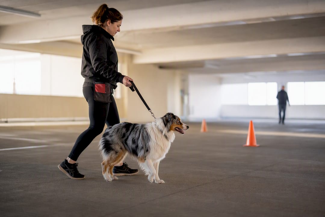 Dog practising leash skills in car park
