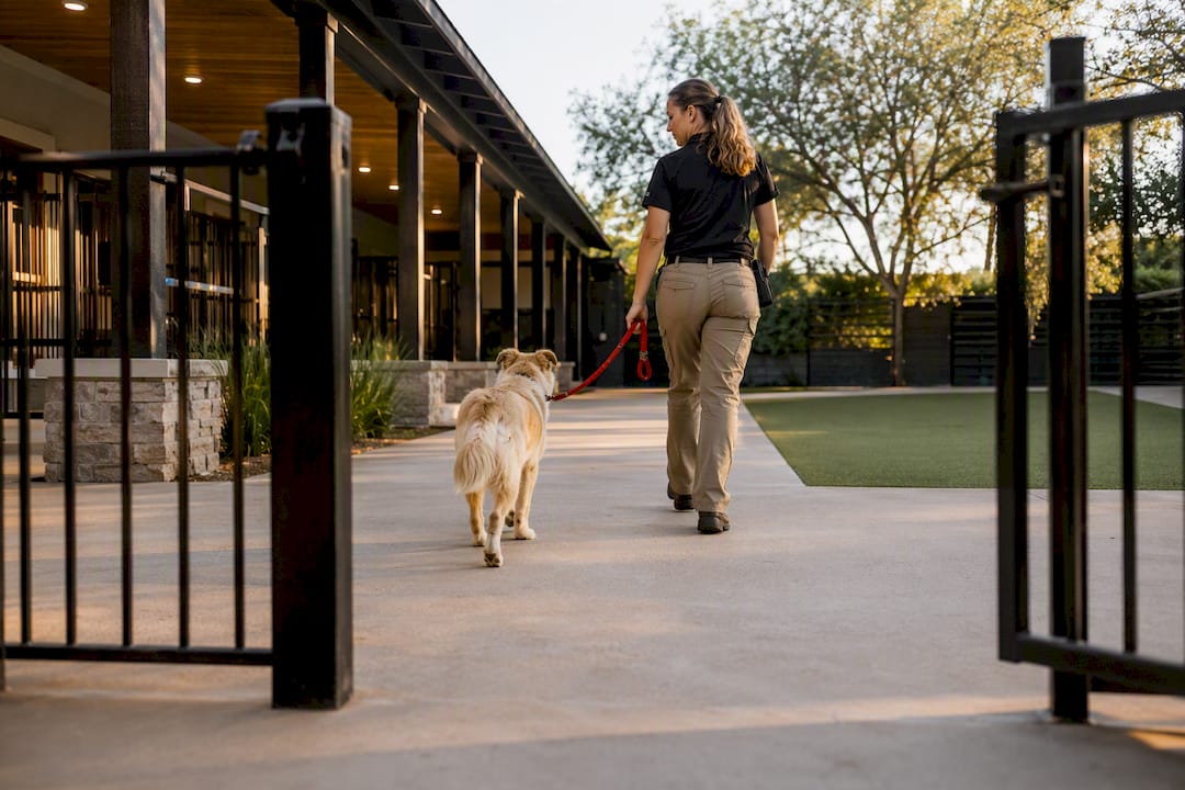 Dog entering a residential training facility