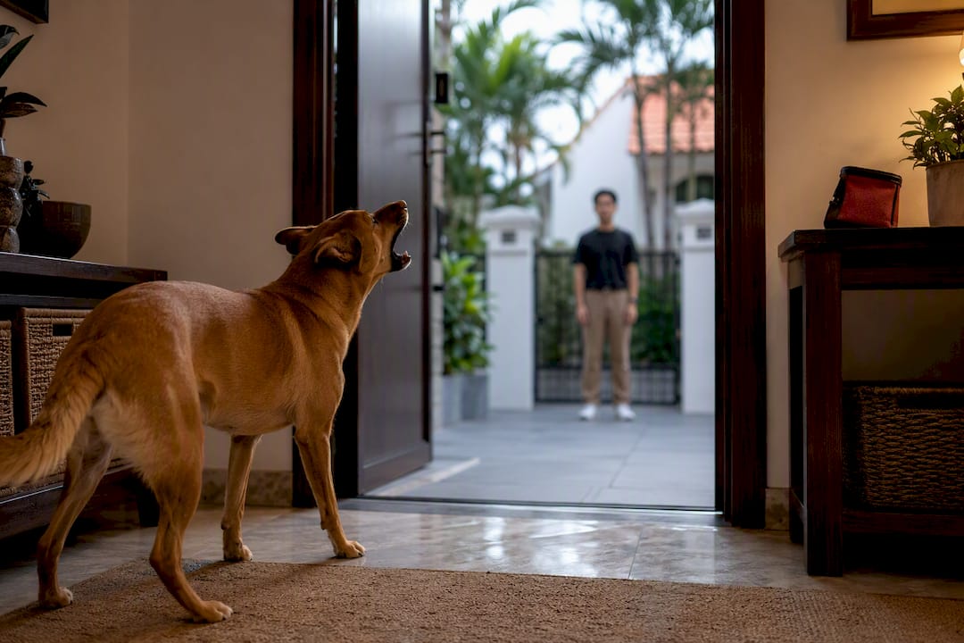 Dog barking toward guest at doorway