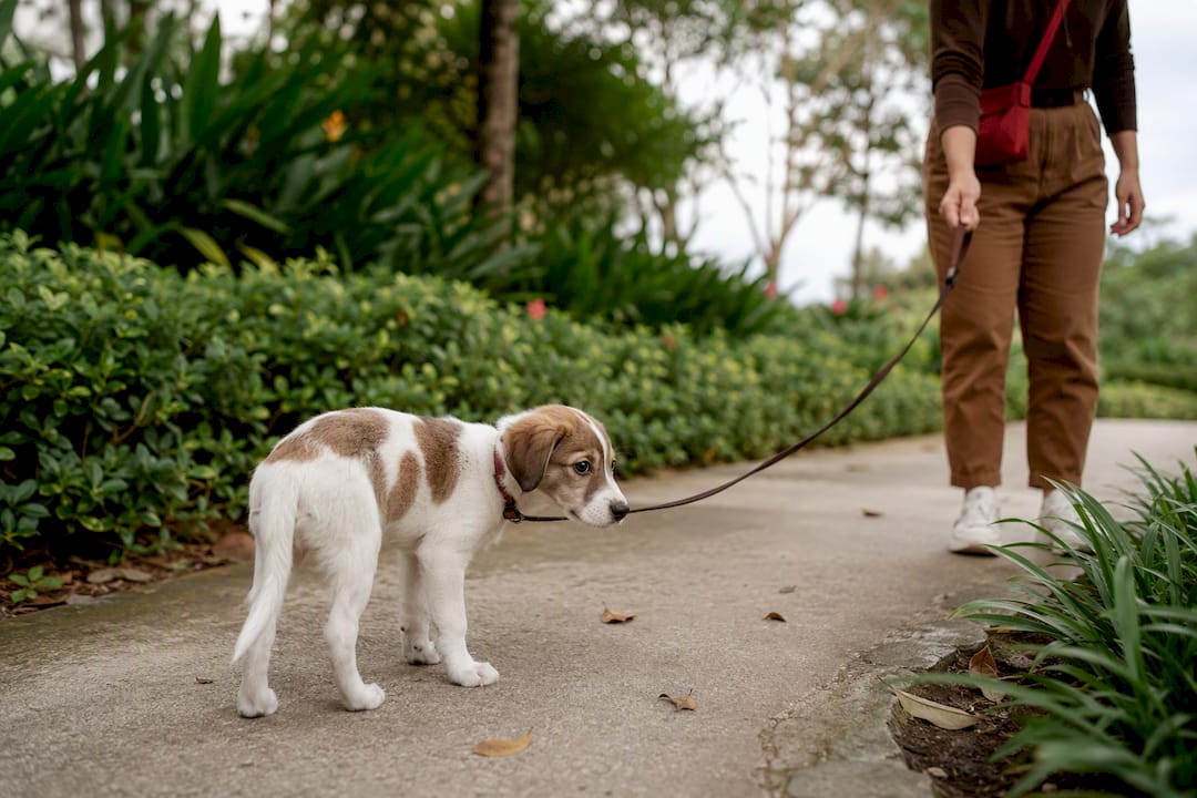 Puppy showing stress signals on garden path