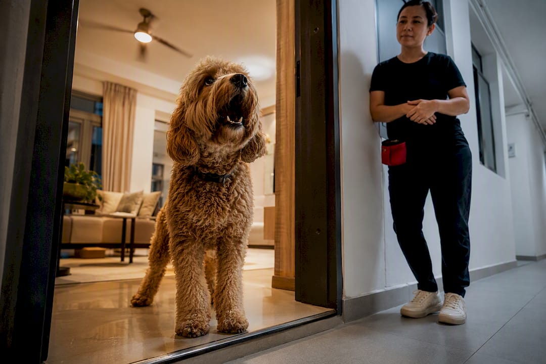 Trainer observing barking dog in HDB doorway