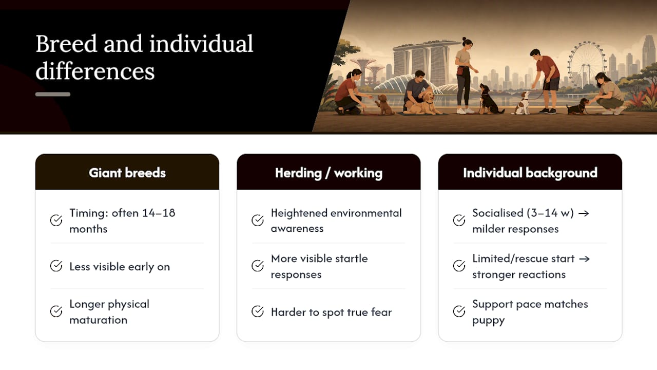 Differences in fear periods among breeds and individual puppies — overview diagram