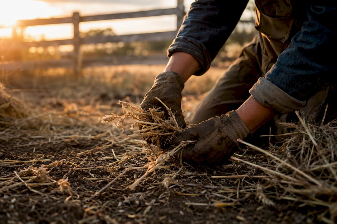 Hands gathering leftover grain in field
