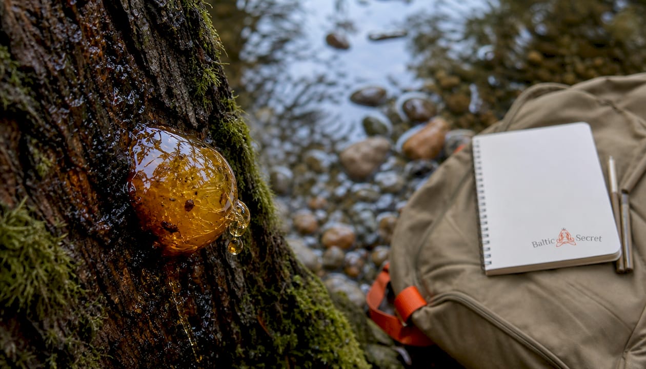 Close-up of fresh resin flowing from tree bark wound