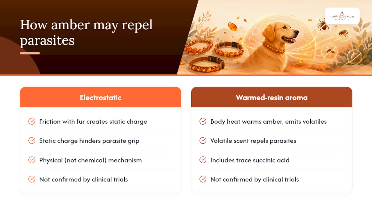 Diagram comparing two amber flea and tick repellent theories
