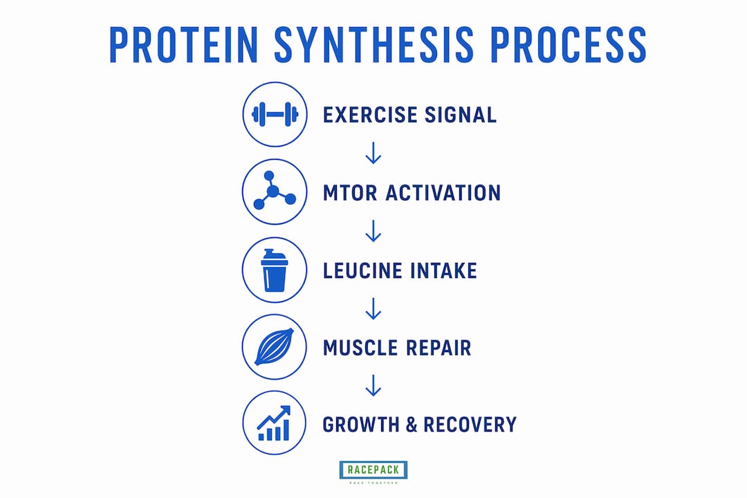 Infographic illustrating stages of post-workout protein synthesis