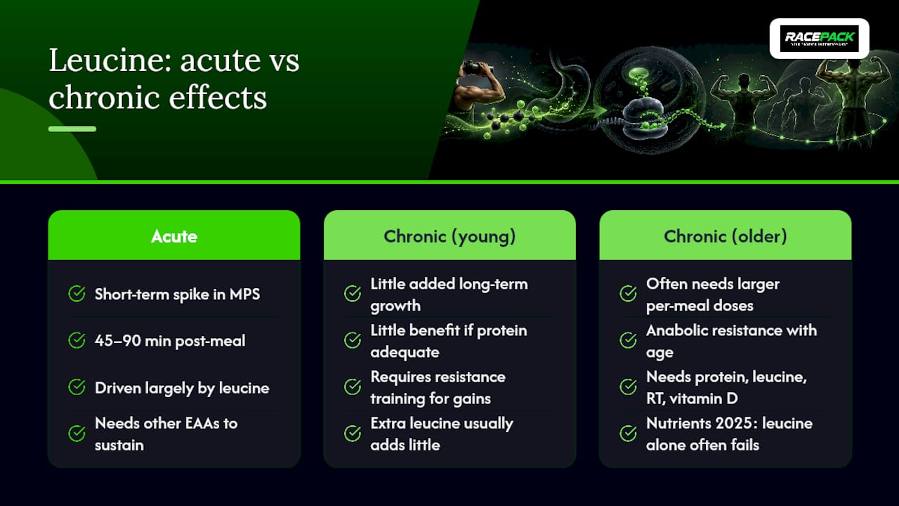 What Human Studies Show About Leucine and Muscle Growth — overview diagram