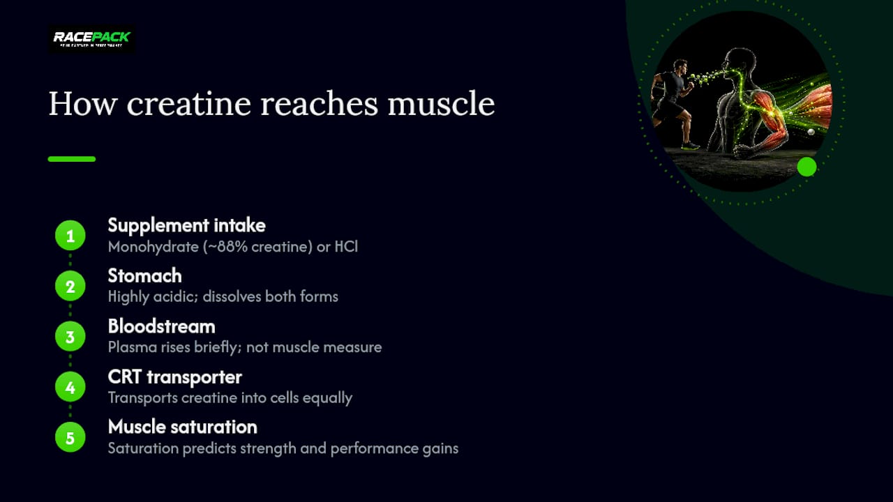 Creatine forms reaching muscle saturation