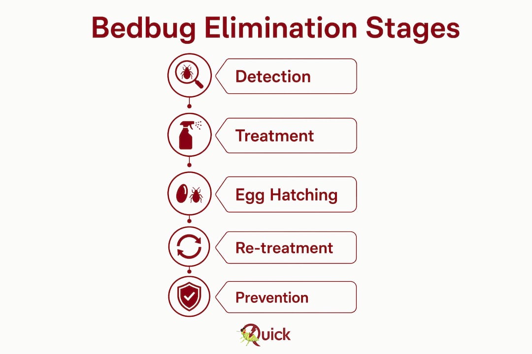 Infographic showing key stages of bedbug elimination process