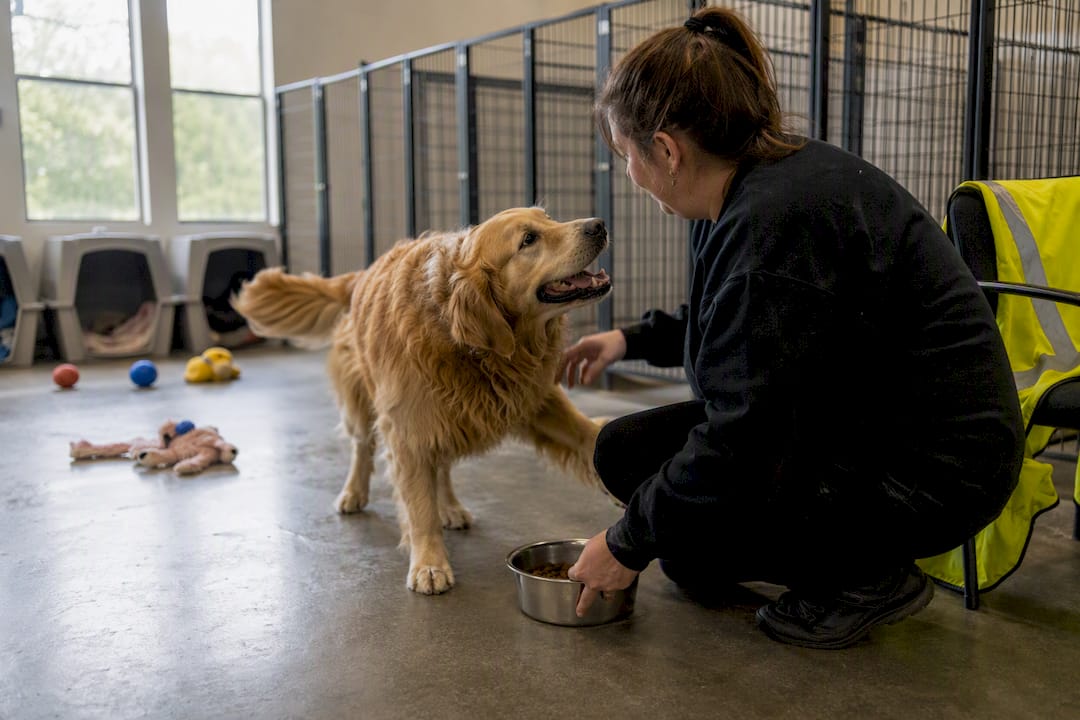 Dog in kennel with caretaker filling water bowl