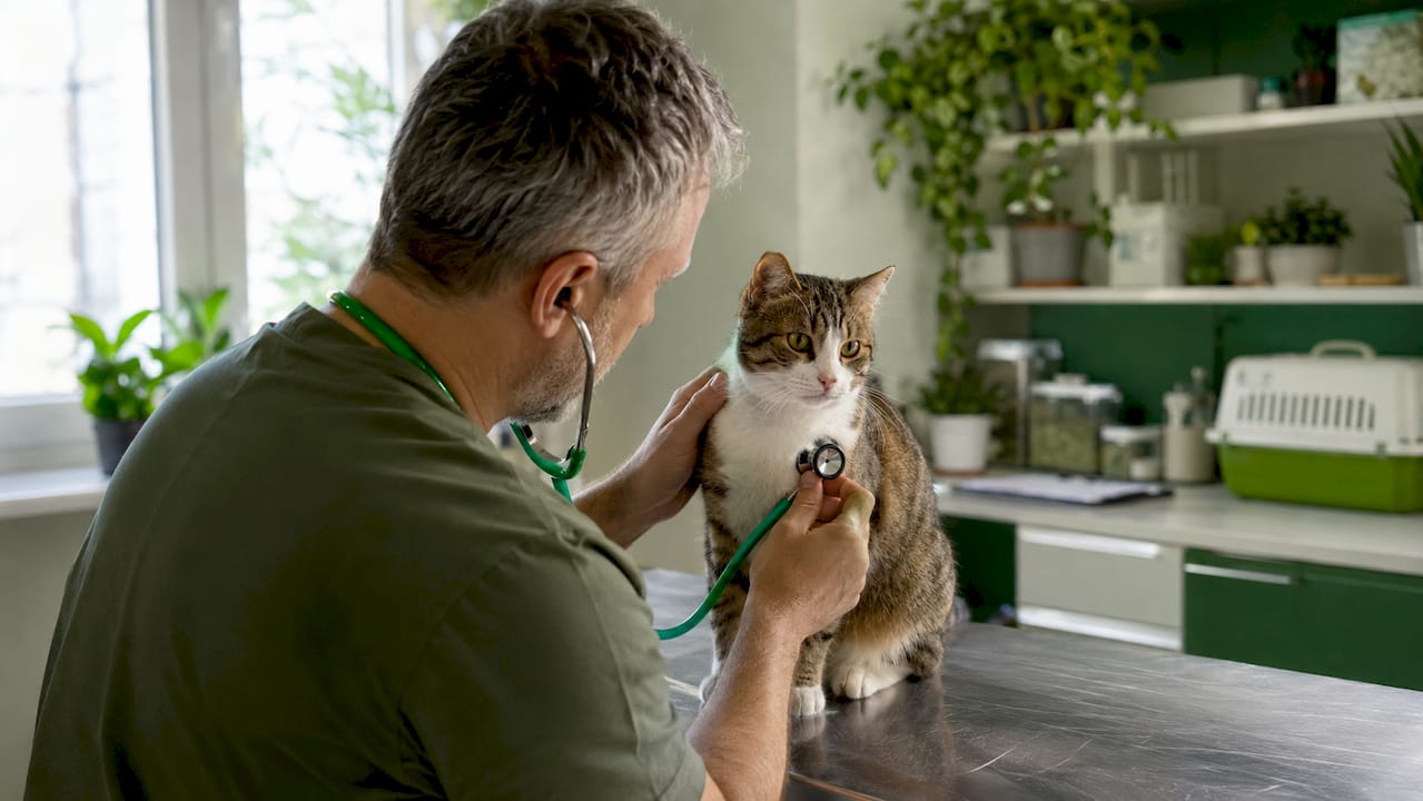 Un veterinario revisa cuidadosamente a un gato durante una consulta en la clínica.
