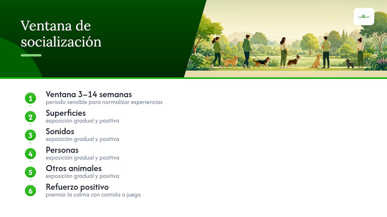 Periodo ideal para la socialización del cachorro