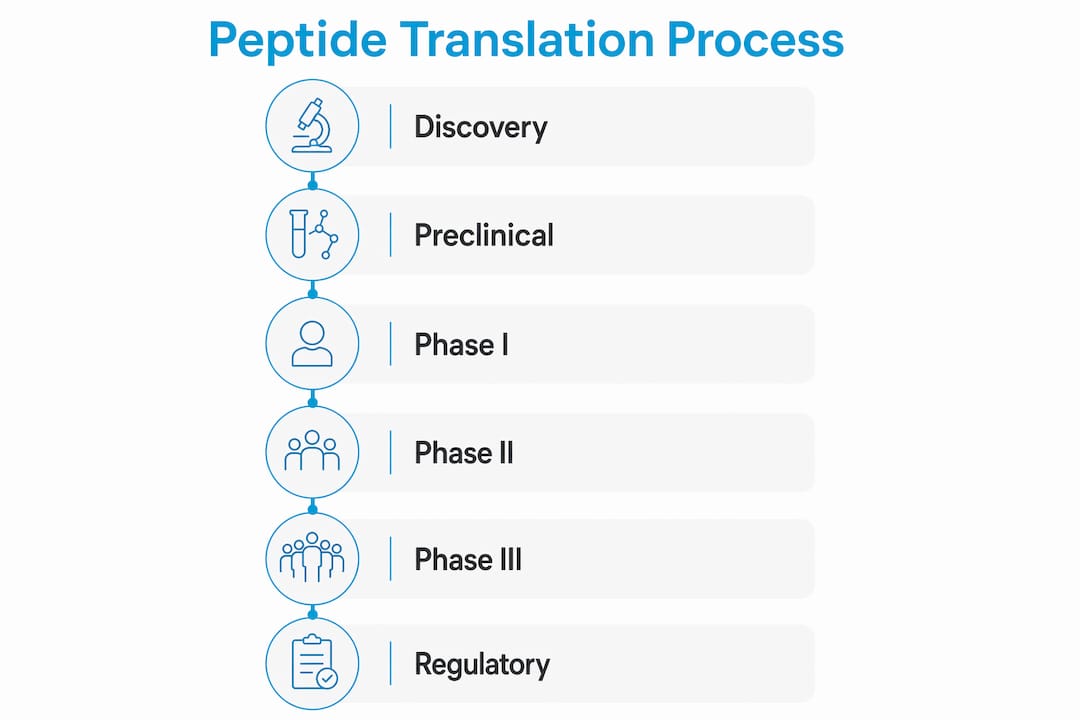 Infographic illustrating peptide clinical translation stages