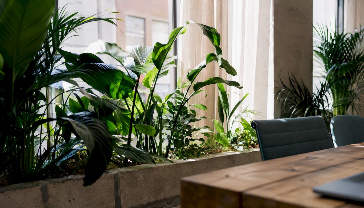 Een gezellig hoekje op kantoor, waar groene planten volop staan en het zonlicht binnenvalt.
