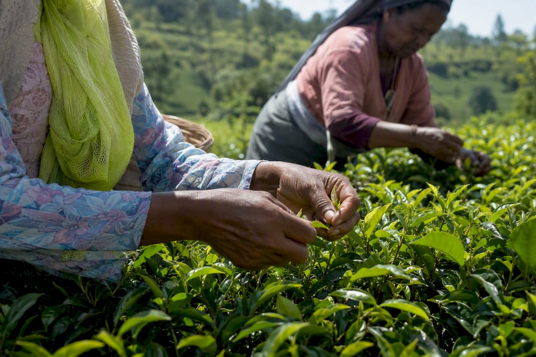 Hands harvesting fresh green tea leaves