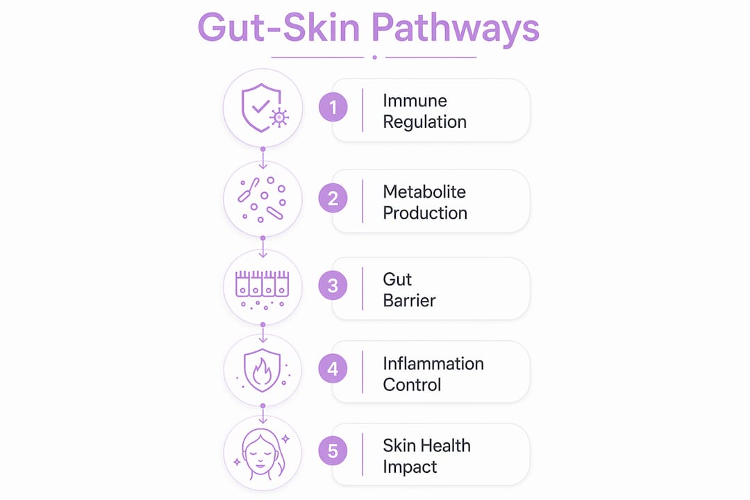 Infographic showing gut to skin health pathways