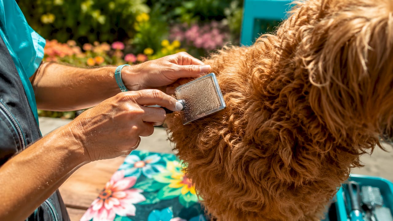 Close-up of slicker brush grooming dog fur