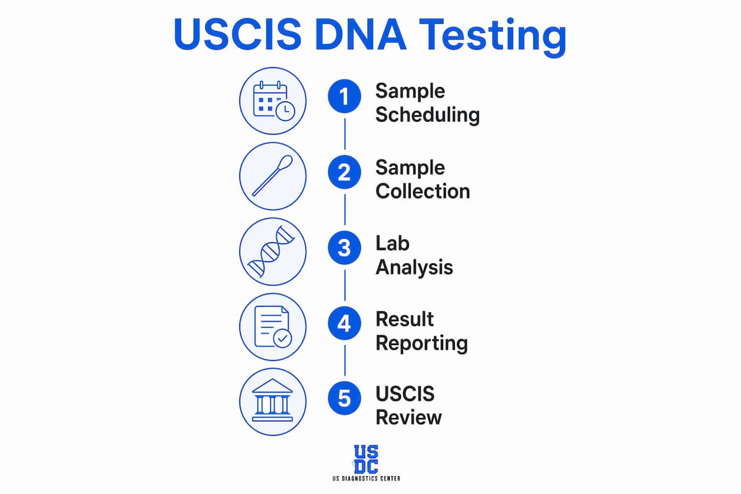 Infographic showing steps in USCIS DNA testing process