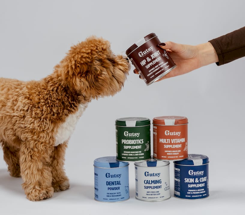 https://gutsy.dog