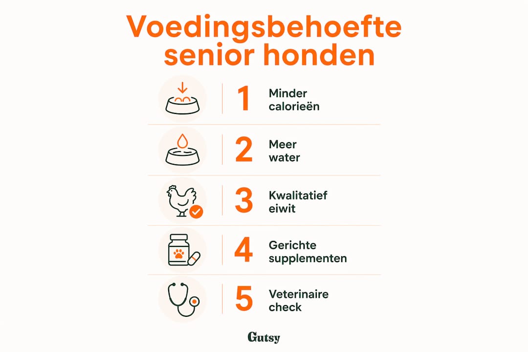Infographic: zo veranderen de voedingsbehoeften van oudere honden