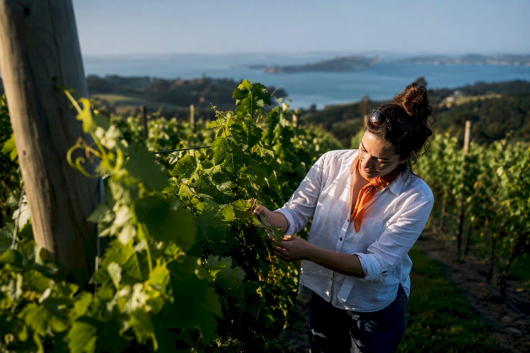 Visitor inspecting vines at Waiheke vineyard