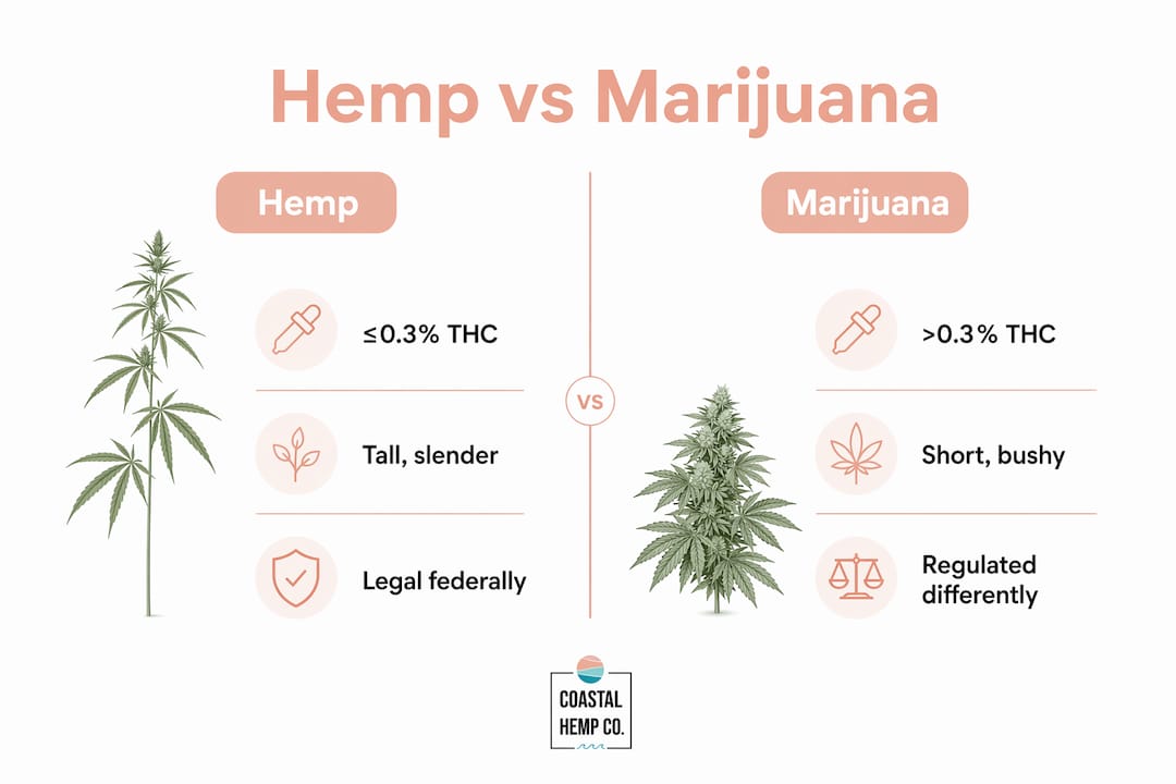 Infographic comparing hemp and marijuana key differences