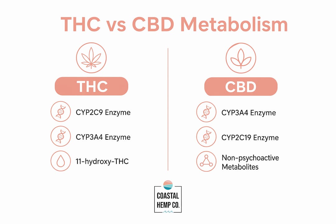 Infographic comparing THC and CBD metabolism