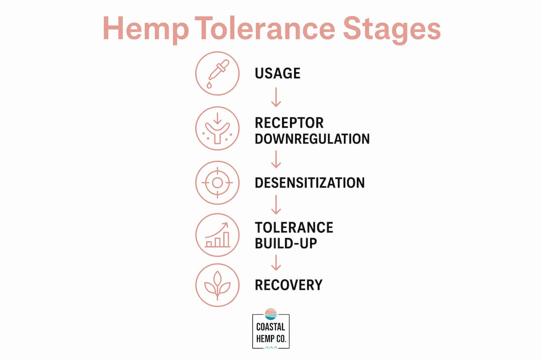 Infographic illustrating stages of hemp tolerance development