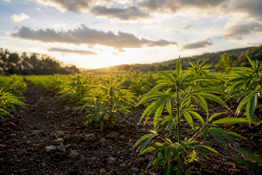 Healthy hemp plants growing on sustainable farm