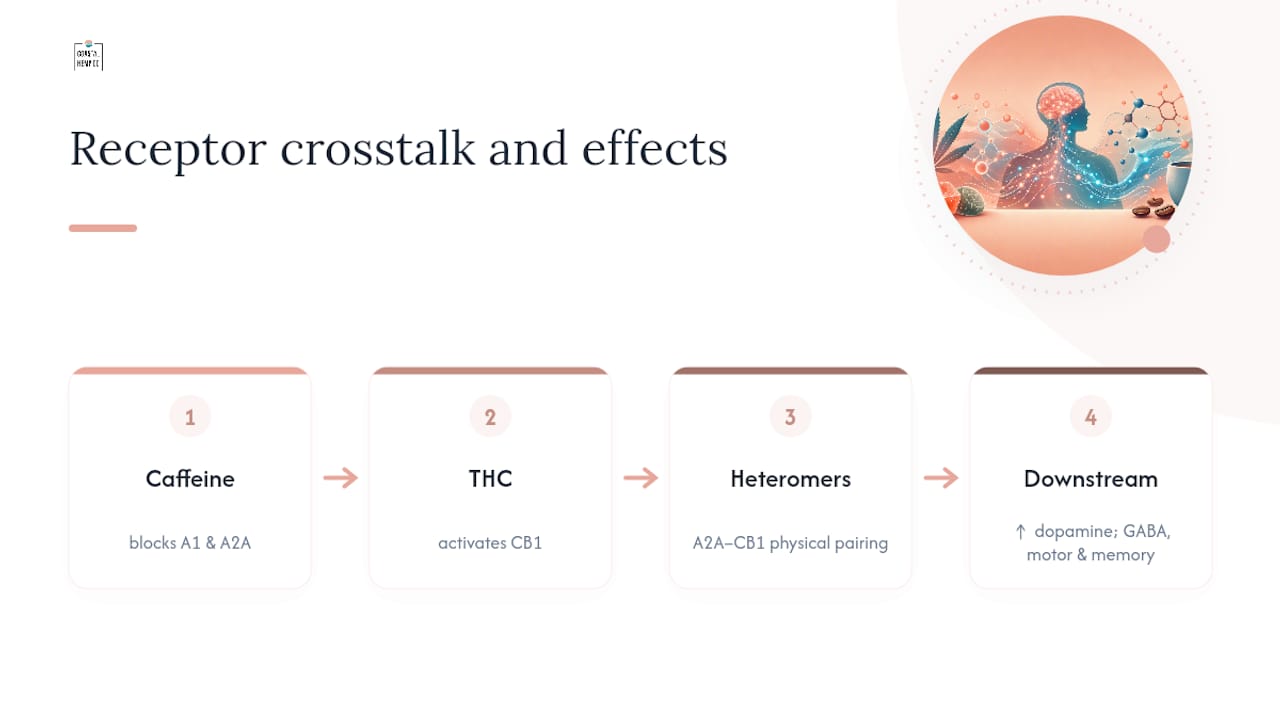 Diagram of caffeine and THC interaction at brain receptors
