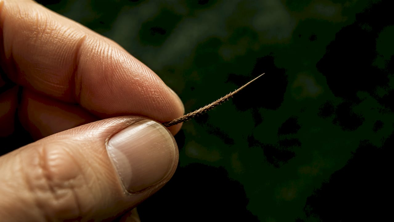 Close-up of wiry beard hair cuticle texture