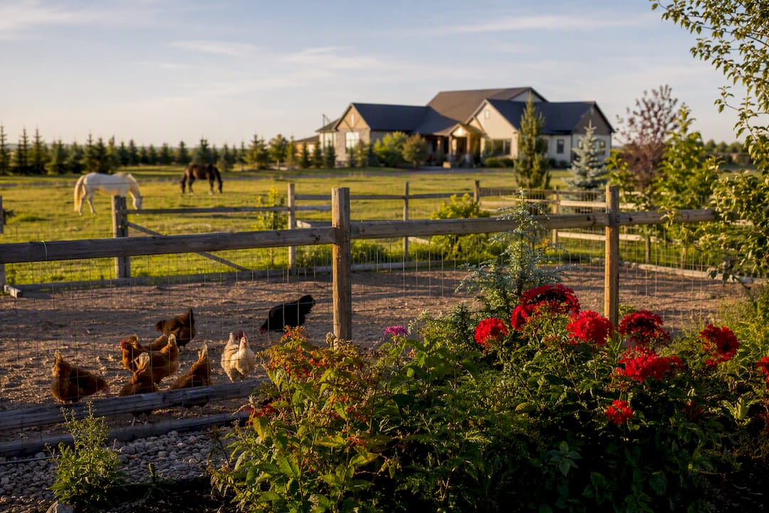 Horses and chickens in Alberta luxury acreage yard