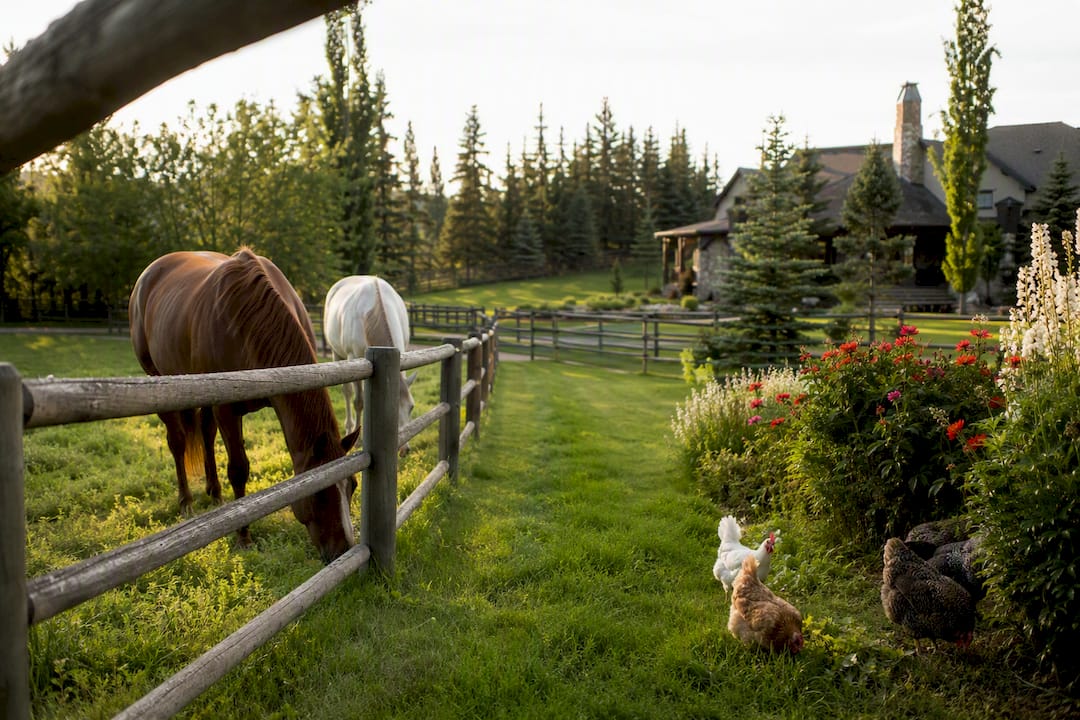 Backyard of luxury acreage with horses and chickens