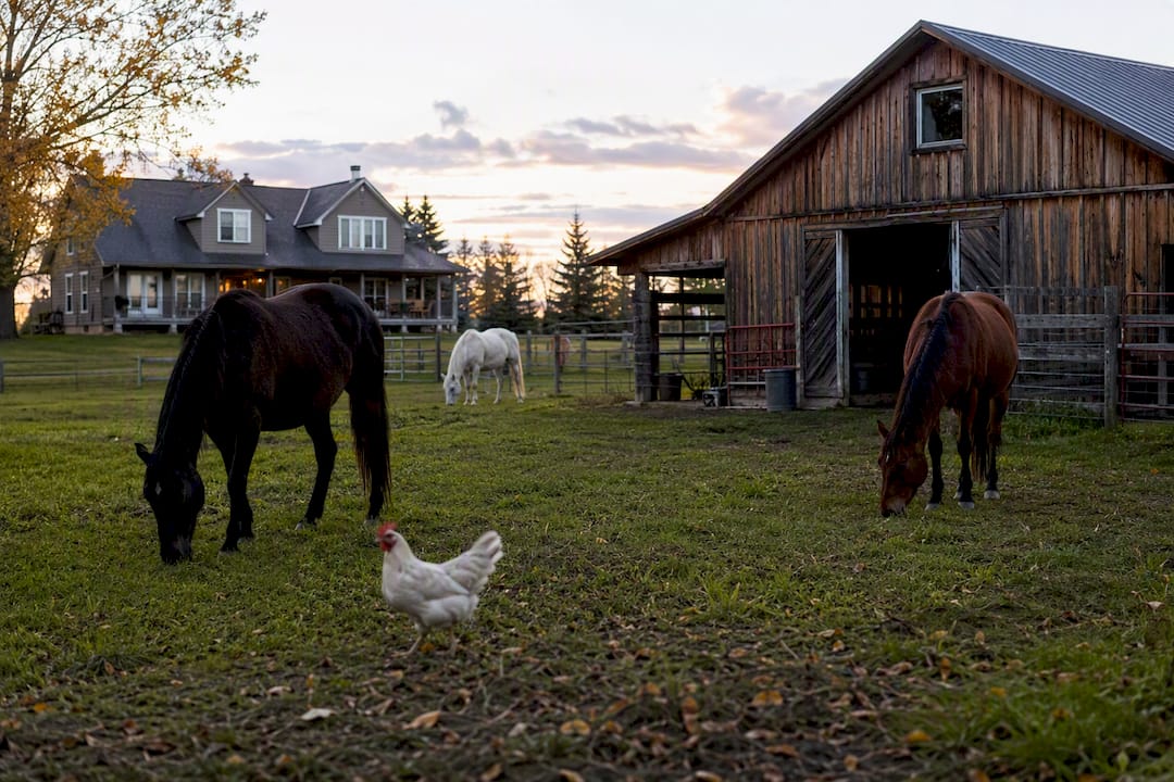 Farmhouse yard with horses and chicken in Alberta