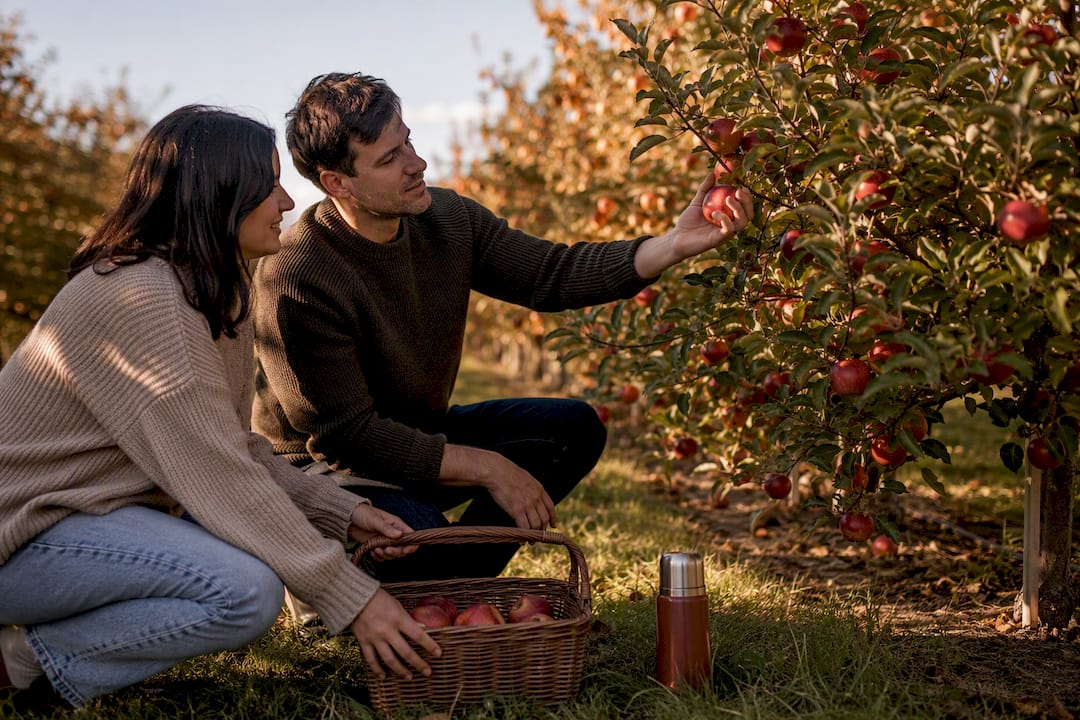 Couple picking apples in an autumn orchard