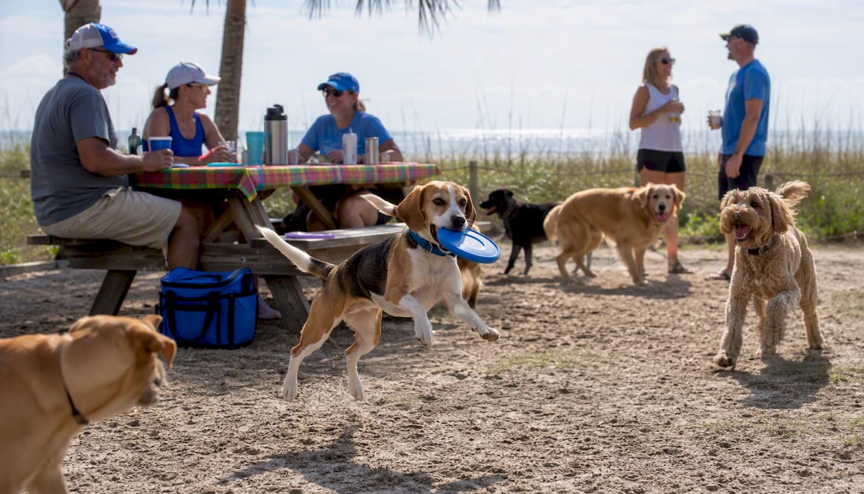 Dogs playing at dog park near beach