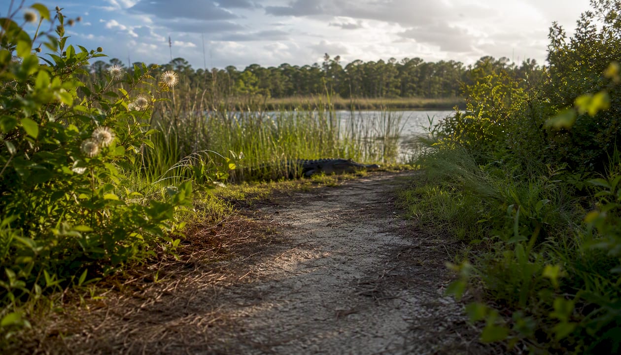 Walking trail near Gator Lake and marsh wildlife habitat