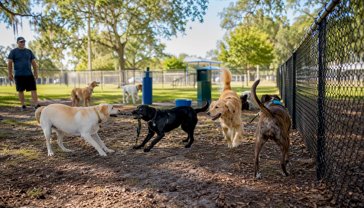 Dogs playing in fenced off-leash area at Frank Brown Park