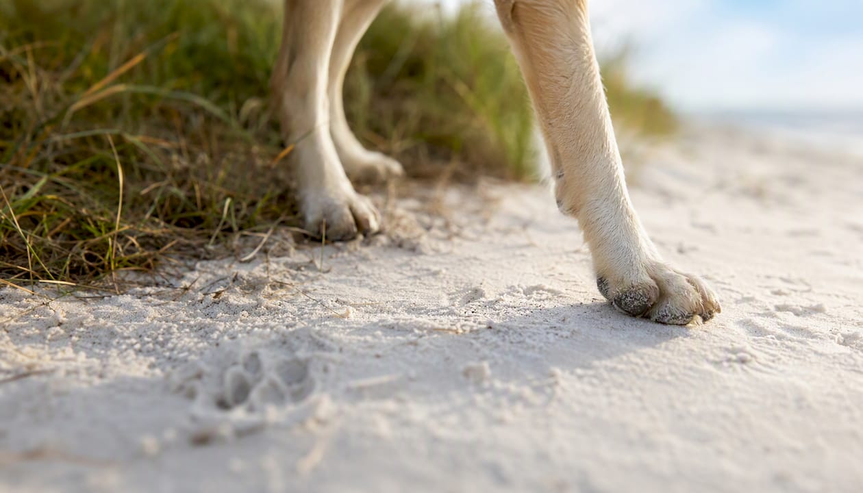 Close-up of dog paws on warm white sand at beach